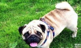 巴哥最新爆料信息网,揭秘网络热点背后的真相