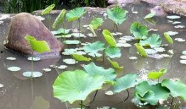 江西莲花在线最新爆料,揭秘莲花县重大事件背后真相