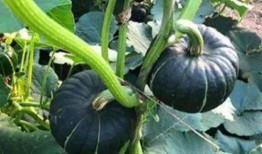 网红八卦吃瓜大全视频,网红八卦吃瓜大全视频盘点，揭秘娱乐圈幕后真相